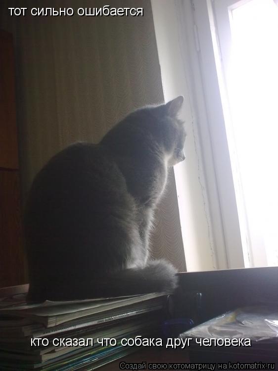Котоматрица: кто сказал что собака друг человека тот сильно ошибается