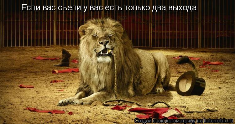 Котоматрица: Если вас съели у вас есть только два выхода