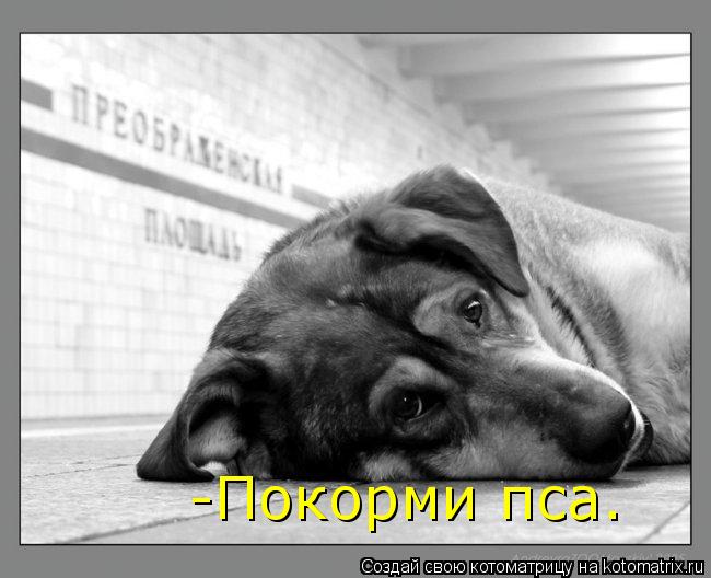 Котоматрица: -Покорми пса.