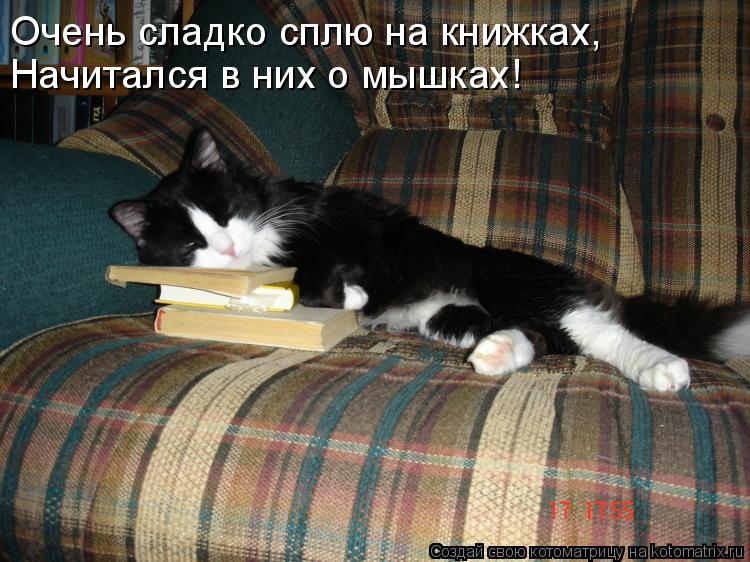 Котоматрица: Очень сладко сплю на книжках, Начитался в них о мышках!