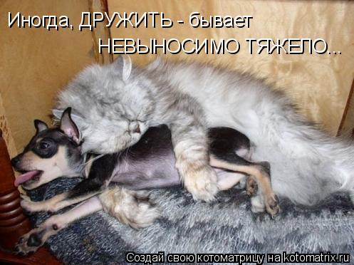 Котоматрица: Иногда, ДРУЖИТЬ - бывает  НЕВЫНОСИМО ТЯЖЕЛО...