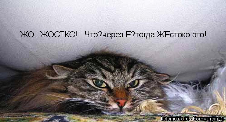 Котоматрица: ЖО...ЖОСТКО!   Что?через Е?тогда ЖЕстоко это!