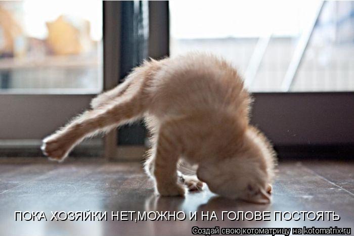 Котоматрица: ПОКА ХОЗЯЙКИ НЕТ,МОЖНО И НА ГОЛОВЕ ПОСТОЯТЬ