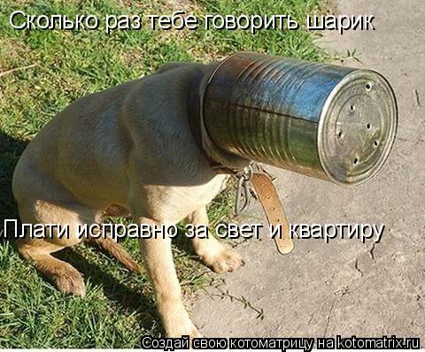 Котоматрица: Сколько раз тебе говорить шарик Плати исправно за свет и квартиру