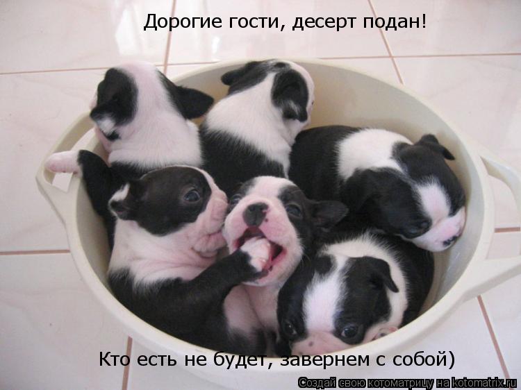 Котоматрица: Кто есть не будет, завернем с собой) Дорогие гости, десерт подан!