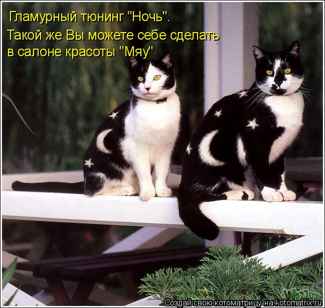 Котоматрица: Гламурный тюнинг "Ночь". Такой же Вы можете себе сделать в салоне красоты "Мяу"