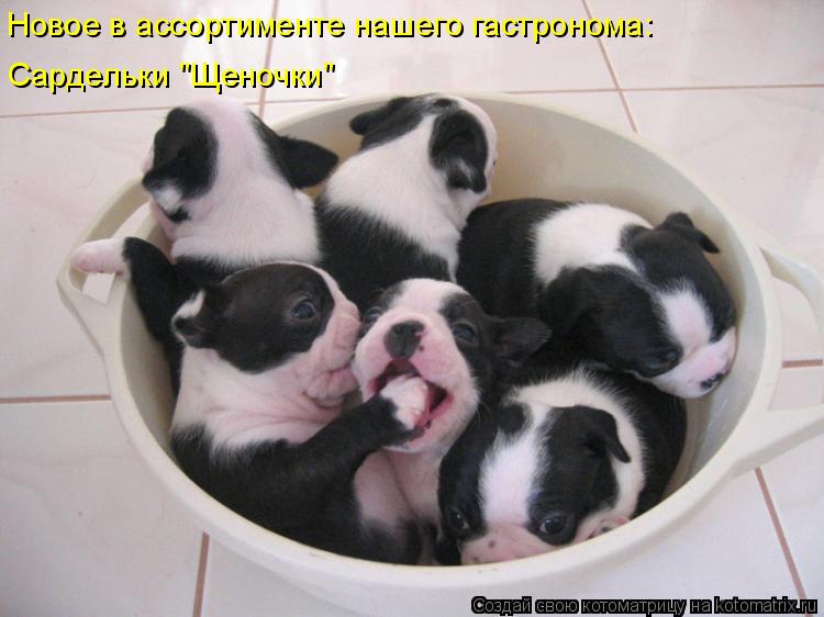 Котоматрица: Сардельки "Щеночки" Новое в ассортименте нашего гастронома: