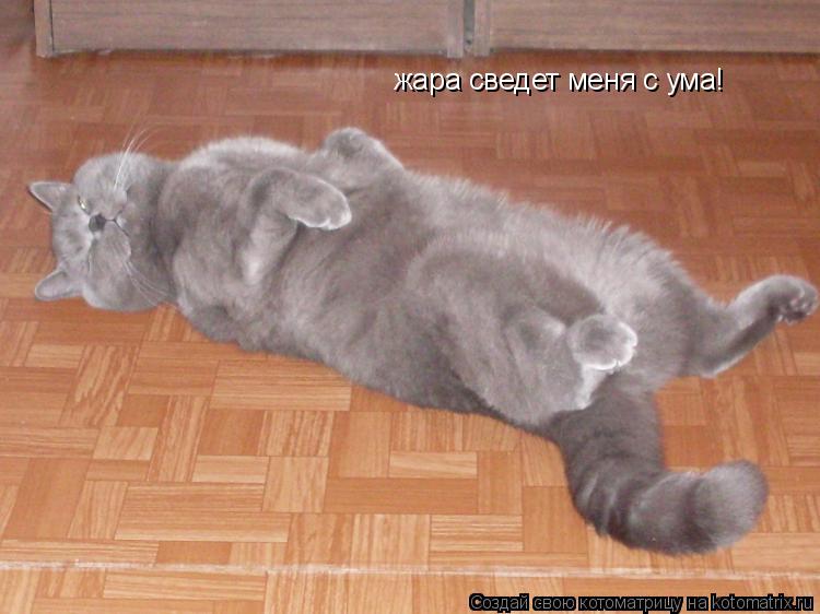 Котоматрица: жара сведет меня с ума!