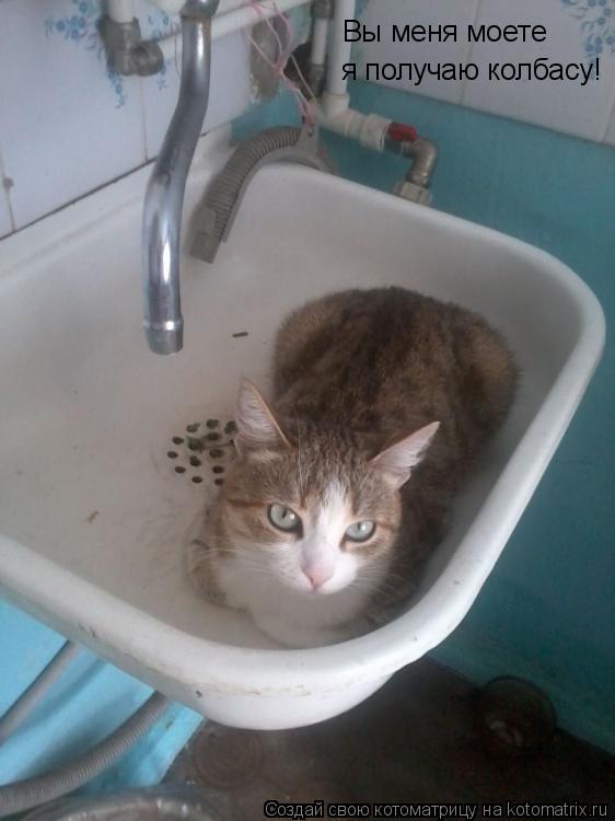 Котоматрица: Вы меня моете  я получаю колбасу!