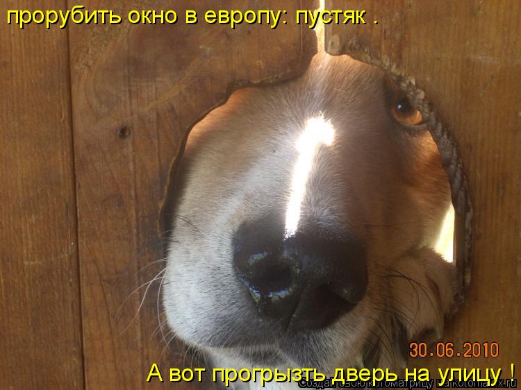 Котоматрица: прорубить окно в европу: пустяк . А вот прогрызть дверь на улицу !