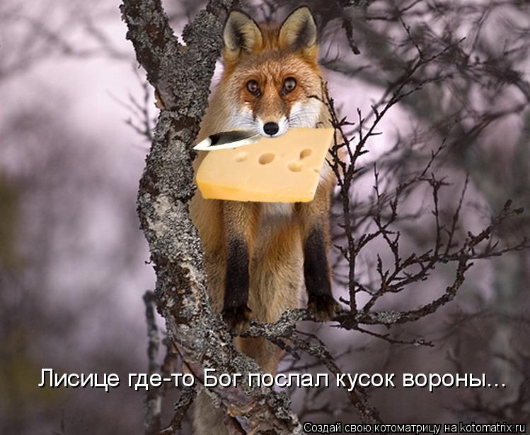 Котоматрица: Лисице где-то Бог послал кусок вороны...