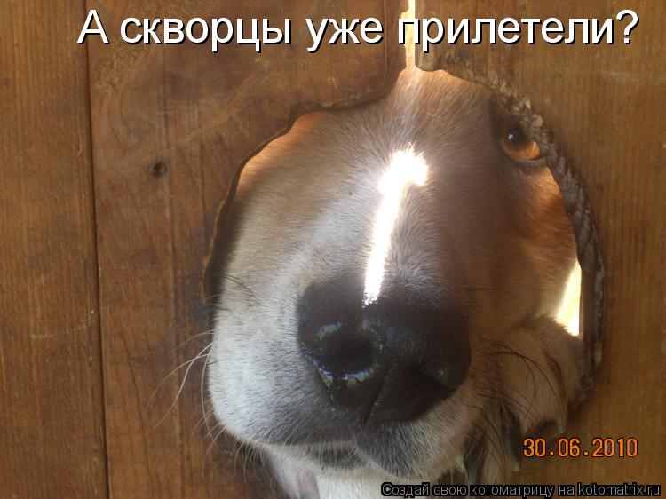 Котоматрица: А скворцы уже прилетели?