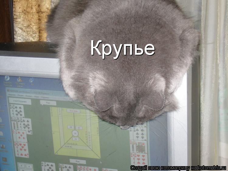 Крупье... Котоматрица: Крупье