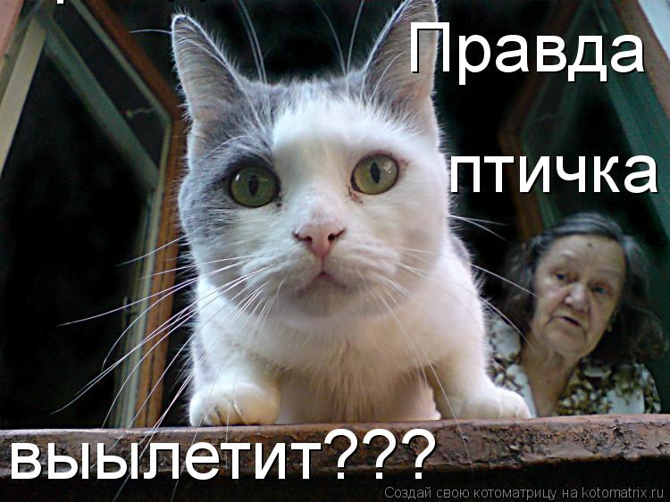 Правда што ле Правда выылетит??? птичка... Котоматрица: Правда што ле Правда выылетит??? птичка