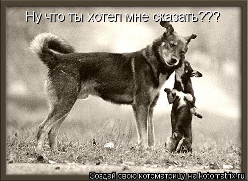 Ну что ты хотел мне сказать???... Котоматрица: Ну что ты хотел мне сказать???