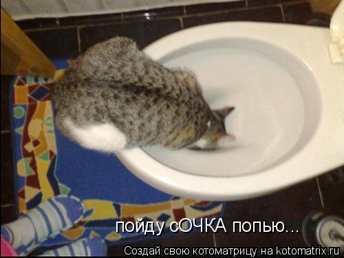 пойду сОЧКА попью...... Котоматрица: пойду сОЧКА попью...