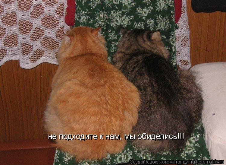 не подходите к нам, мы обиделись!!!... Котоматрица: не подходите к нам, мы обиделись!!!
