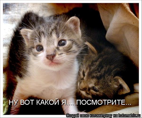 НУ ВОТ КАКОЙ Я.....ПОСМОТРИТЕ...... Котоматрица: НУ ВОТ КАКОЙ Я.....ПОСМОТРИТЕ...