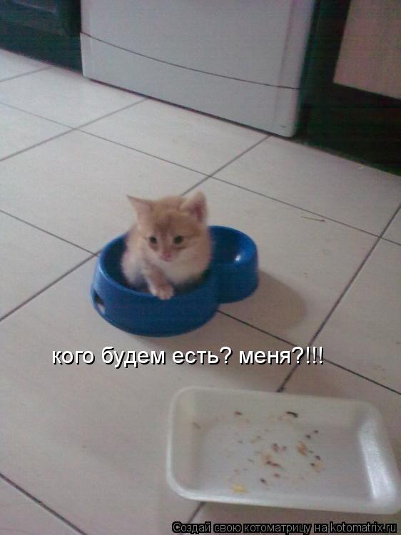 кого будем есть? меня?!!!... Котоматрица: кого будем есть? меня?!!!