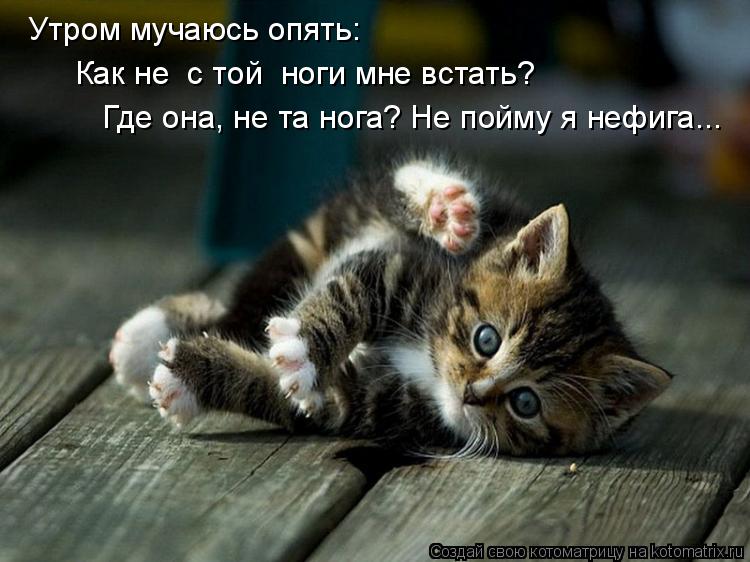 Утром мучаюсь опять: Как не с той ноги мне встать? Где она, не та нога? Не пойму я нефига...... Котоматрица: Утром мучаюсь опять: Как не с той ноги мне встать? Где она, не та нога? Не пойму я нефига...