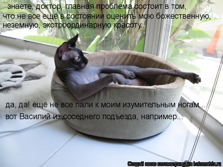 знаете, доктор, главная проблема состоит в том, что не все ещё в состоянии оценить мою божественную, ... Котоматрица: знаете, доктор, главная проблема состоит в том, что не все ещё в состоянии оценить мою божественную, неземную, экстроординарную красоту... да