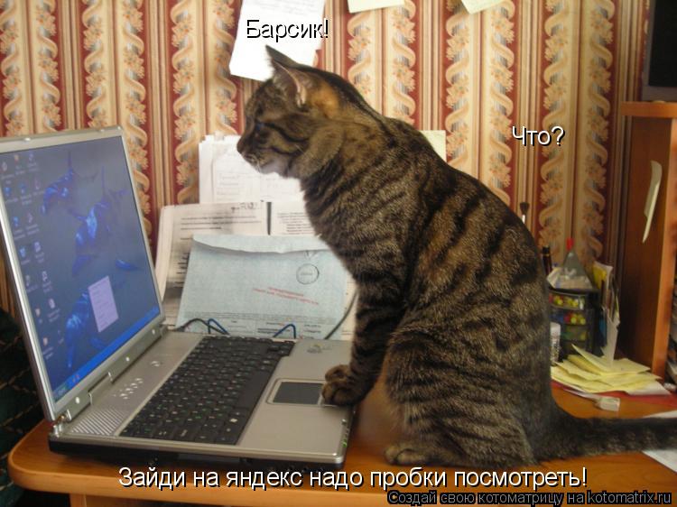 Барсик! Что? Зайди на яндекс надо пробки посмотреть!... Котоматрица: Барсик! Что? Зайди на яндекс надо пробки посмотреть!