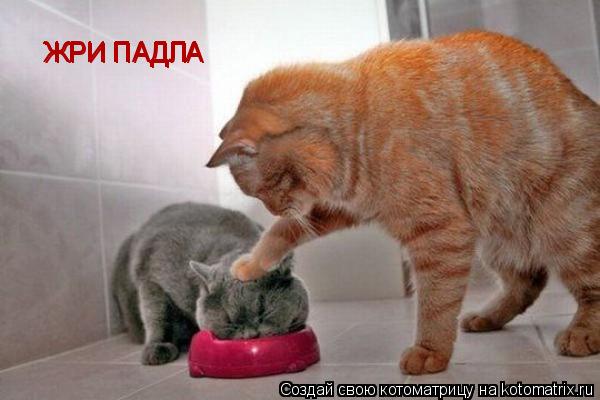 ЖРИ ПАДЛА ЖРИ ПАДЛА ЖРИ ПАДЛА... Котоматрица: ЖРИ ПАДЛА ЖРИ ПАДЛА ЖРИ ПАДЛА