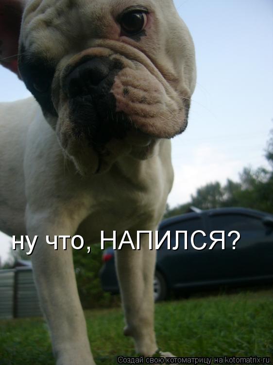 ну что, НАПИЛСЯ?... Котоматрица: ну что, НАПИЛСЯ?