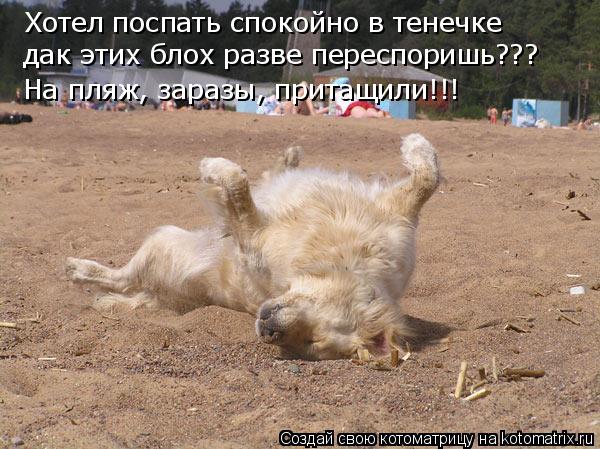 Хотел поспать спокойно в тенечке дак этих блох разве переспоришь??? На пляж, заразы, притащили!!!... Котоматрица: Хотел поспать спокойно в тенечке дак этих блох разве переспоришь??? На пляж, заразы, притащили!!!