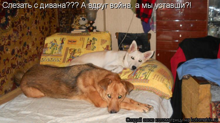Слезать с дивана??? А вдруг война, а мы уставши?!... Котоматрица: Слезать с дивана??? А вдруг война, а мы уставши?!