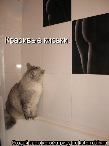 Красивые киськи!... Котоматрица: Красивые киськи!