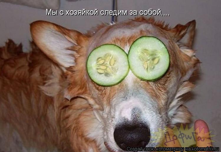 Мы с хозяйкой следим за собой,,,,... Котоматрица: Мы с хозяйкой следим за собой,,,,