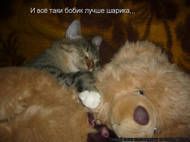 И всё таки бобик лучше шарика,,,... Котоматрица: И всё таки бобик лучше шарика,,,