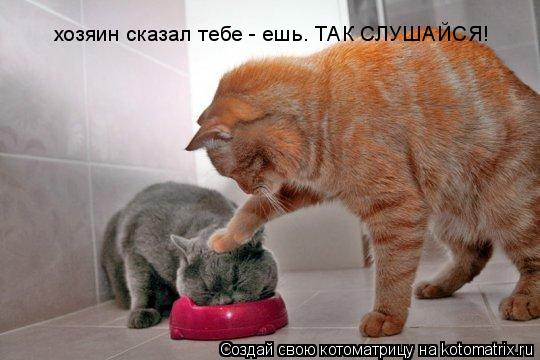 хозяин сказал тебе - ешь. ТАК СЛУШАЙСЯ!... Котоматрица: хозяин сказал тебе - ешь. ТАК СЛУШАЙСЯ!