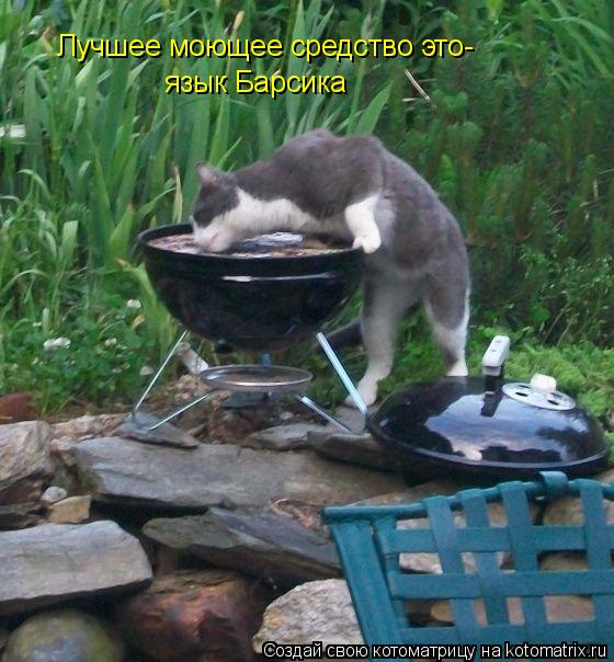 Лучшее моющее средство это- язык Барсика... Котоматрица: Лучшее моющее средство это- язык Барсика