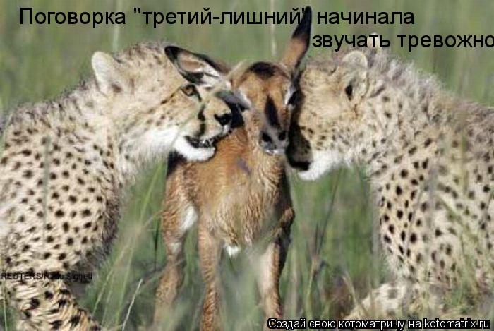 Поговорка "третий-лишний" начинала звучать тревожно...... Котоматрица: Поговорка "третий-лишний" начинала звучать тревожно...