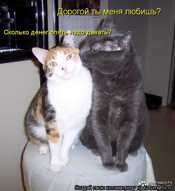 Дорогой,ты меня любишь? Сколько денег опять надо давать?... Котоматрица: Дорогой,ты меня любишь? Сколько денег опять надо давать?