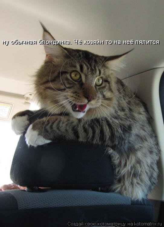 ну обычная блондинка. Чё хозяйн то на неё пялится... Котоматрица: ну обычная блондинка. Чё хозяйн то на неё пялится