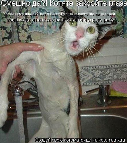 Смешно да?! Котята закройте глаза! Хозяин смешно да?!вот я посмотрю на выражение лица твоей жены ког... Котоматрица: Смешно да?! Котята закройте глаза! Хозяин смешно да?!вот я посмотрю на выражение лица твоей жены когда я написаю ей в ботинки и украду рыбу!
