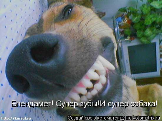 Блендамет! Супер зубы!И супер собака!... Котоматрица: Блендамет! Супер зубы!И супер собака!