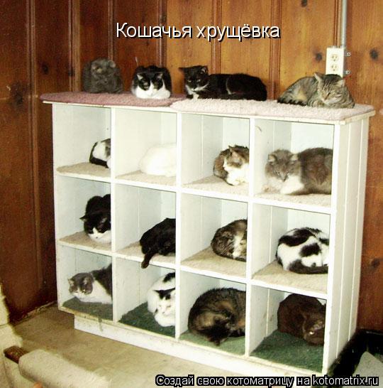 Кошачья хрущёвка... Котоматрица: Кошачья хрущёвка