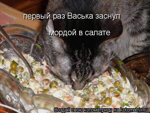 первый раз Васька заснул мордой в салате... Котоматрица: первый раз Васька заснул мордой в салате