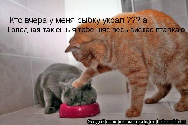 Кто вчера у меня рыбку украл ??? а Голодная так ешь я тебе шяс весь вискас вталкаю... Котоматрица: Кто вчера у меня рыбку украл ??? а Голодная так ешь я тебе шяс весь вискас вталкаю