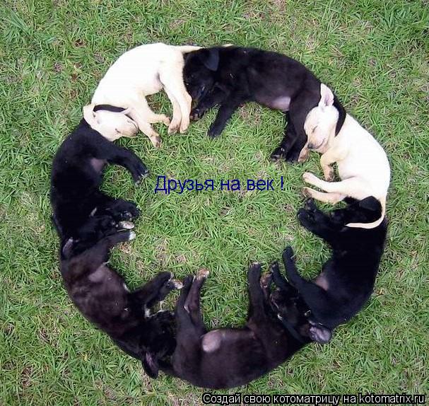 Друзья на век !... Котоматрица: Друзья на век !