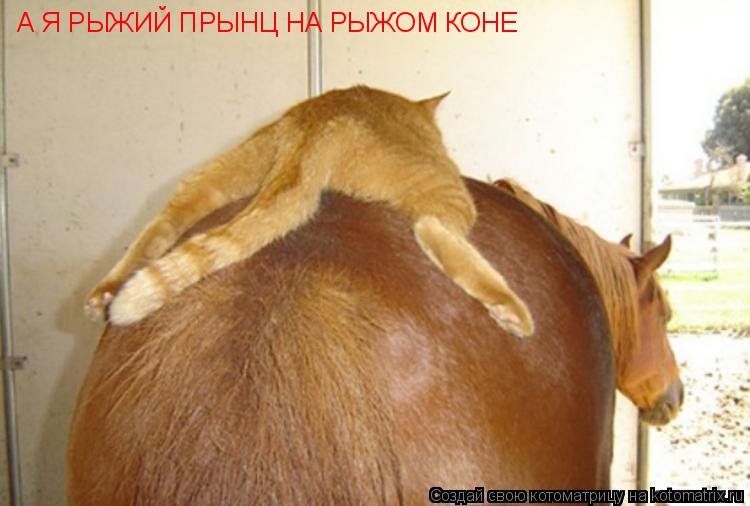 А Я РЫЖИЙ ПРЫНЦ НА РЫЖОМ КОНЕ... Котоматрица: А Я РЫЖИЙ ПРЫНЦ НА РЫЖОМ КОНЕ