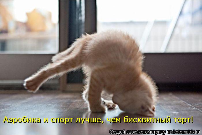 Аэробика и спорт лучше, чем бисквитный торт!... Котоматрица: Аэробика и спорт лучше, чем бисквитный торт!