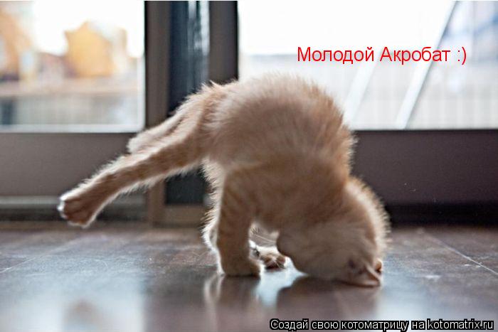 Молодой Акробат :)... Котоматрица: Молодой Акробат :)