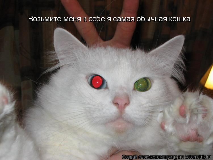 Возьмите меня к себе я самая обычная кошка... Котоматрица: Возьмите меня к себе я самая обычная кошка