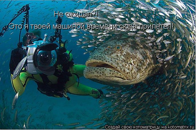Не ожидал?! Это я твоей машиной времени сюда прилетел!... Котоматрица: Не ожидал?! Это я твоей машиной времени сюда прилетел!