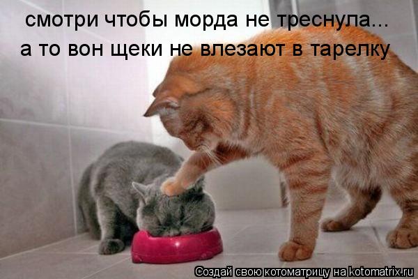 смотри чтобы морда не треснула... а то вон щеки не влезают в тарелку... Котоматрица: смотри чтобы морда не треснула... а то вон щеки не влезают в тарелку
